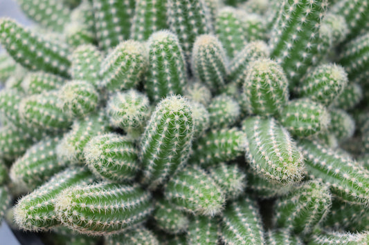 Echinopsis chamaecereus