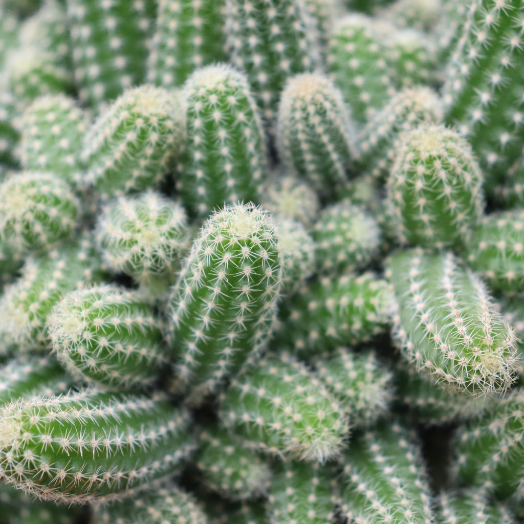 Echinopsis chamaecereus Image