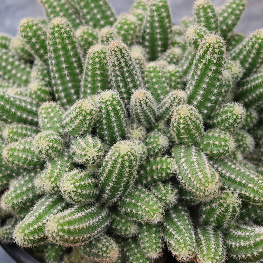 Echinopsis chamaecereus Image