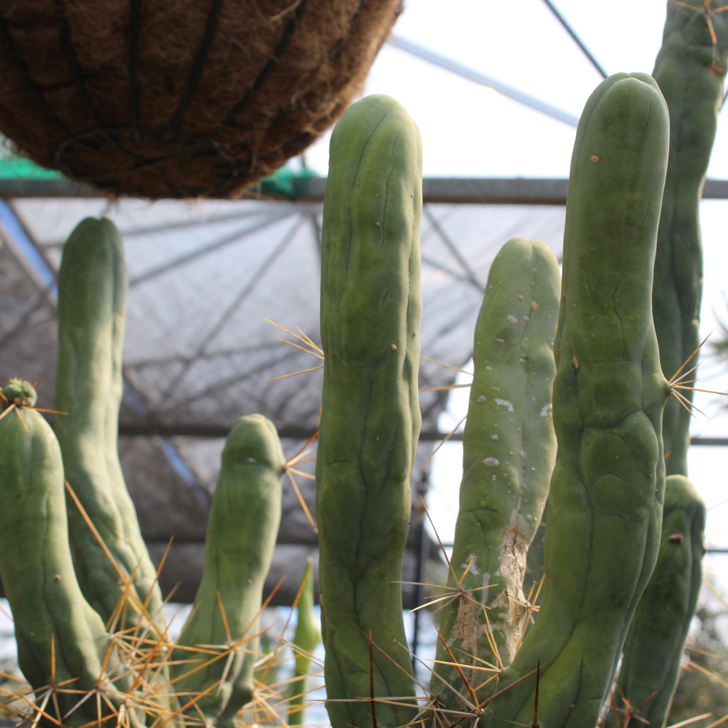 Echinopsis lageniformis f. monstrose Image