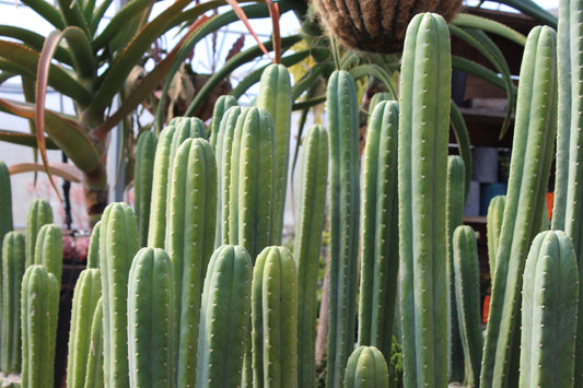 Echinopsis pachanoi.