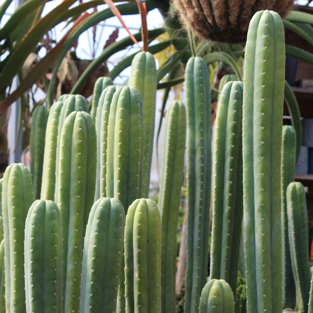 Echinopsis pachanoi Image