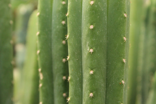 Echinopsis pachanoi Doubles
