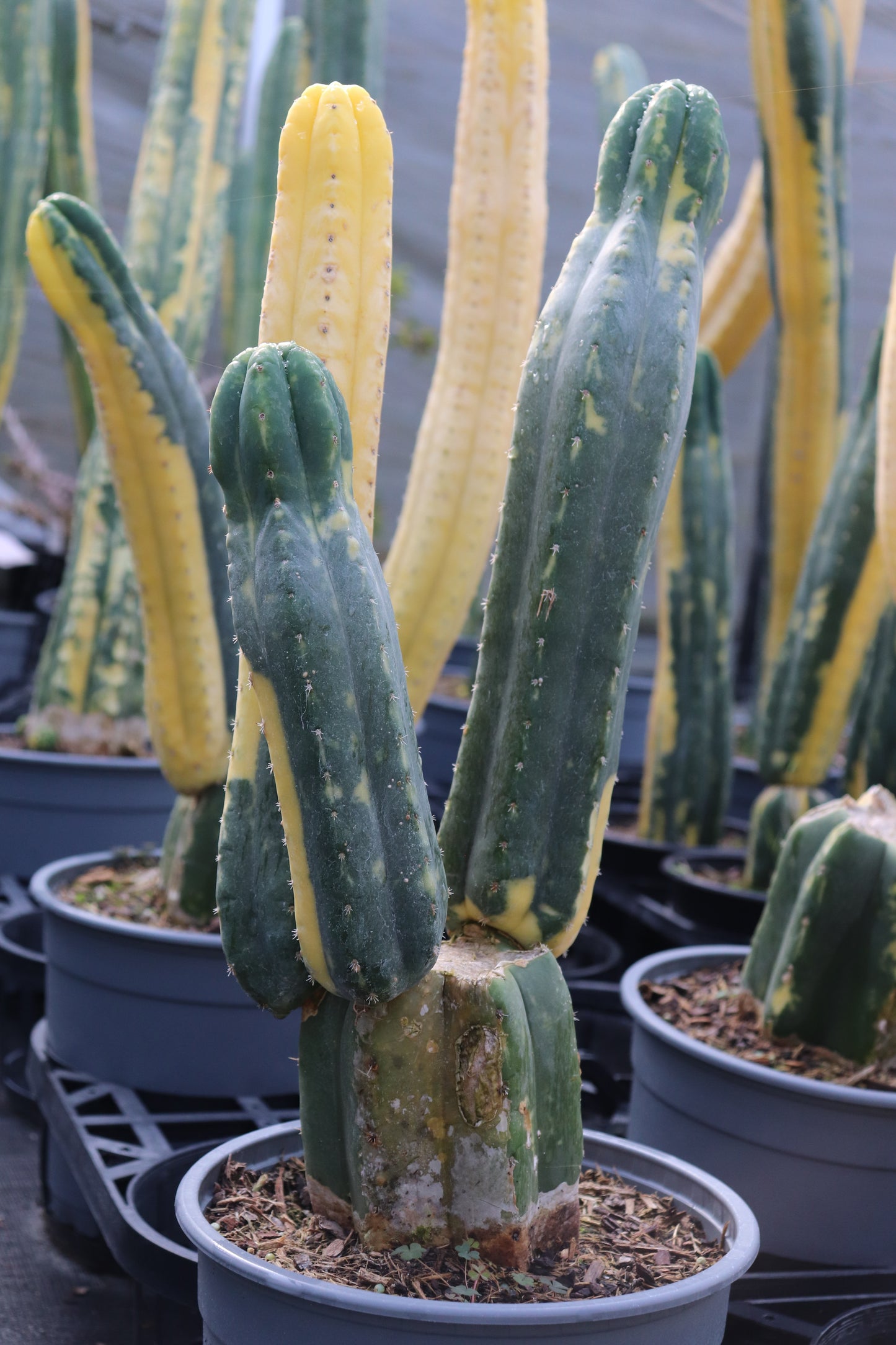 Echinopsis pachanoi Variegata