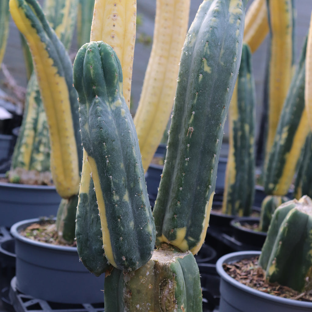 Echinopsis pachanoi Variegata Image