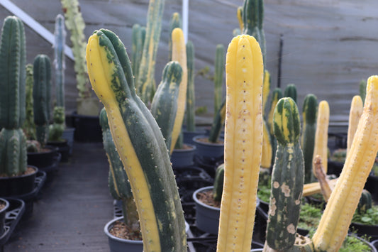 Echinopsis pachanoi Variegata 2