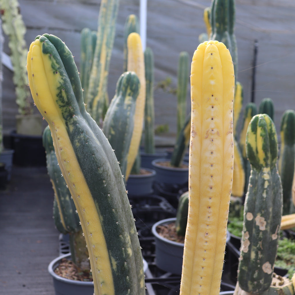Echinopsis pachanoi Variegata Image