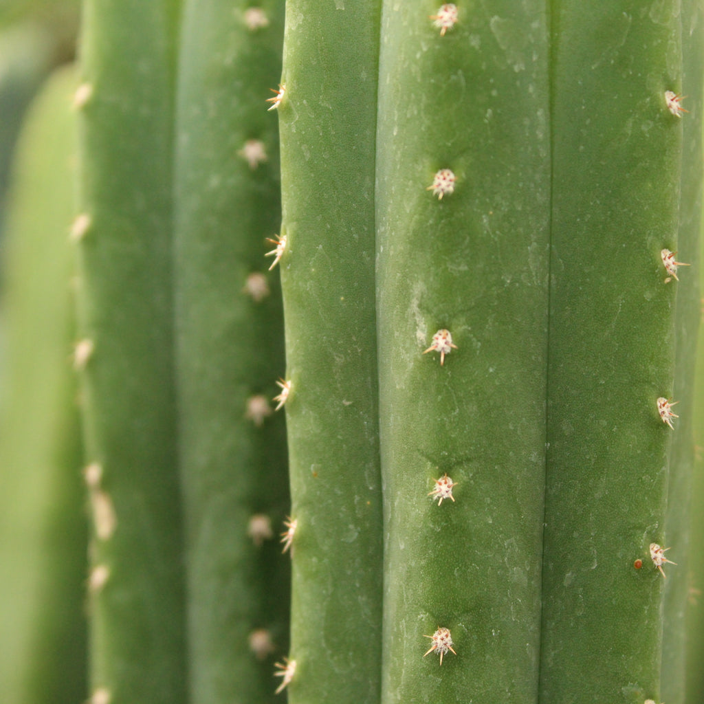 Echinopsis spp. Image