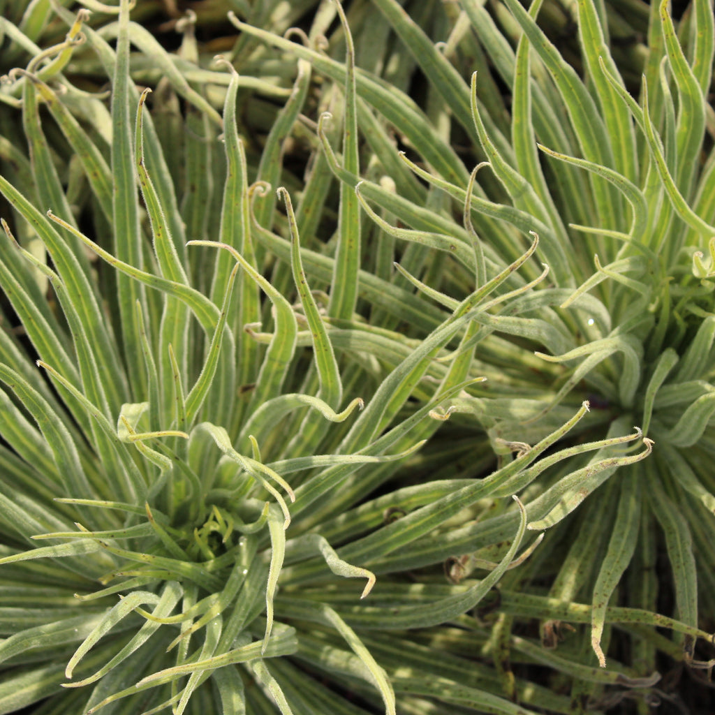 Echium wildpretii Image