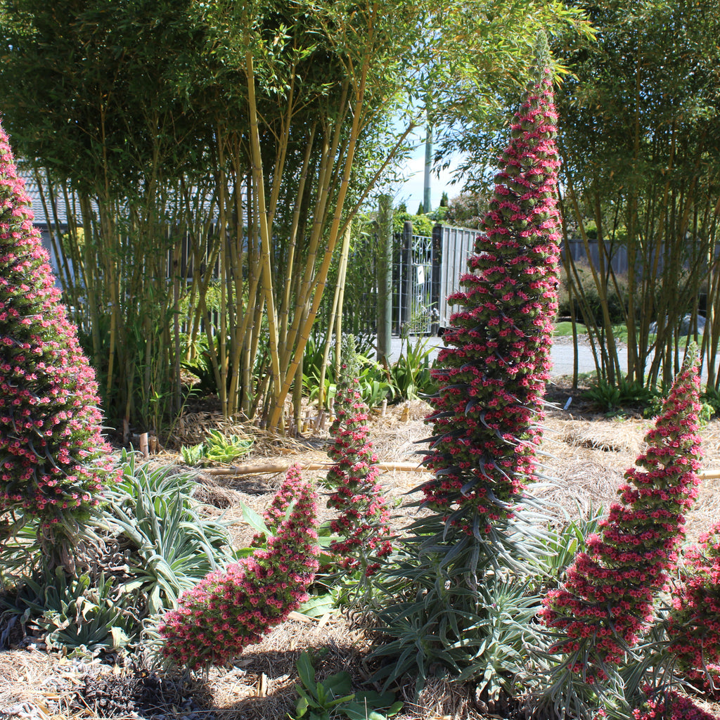 Echium wildpretii Image