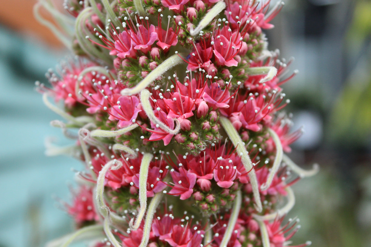 Echium wildpretii close up
