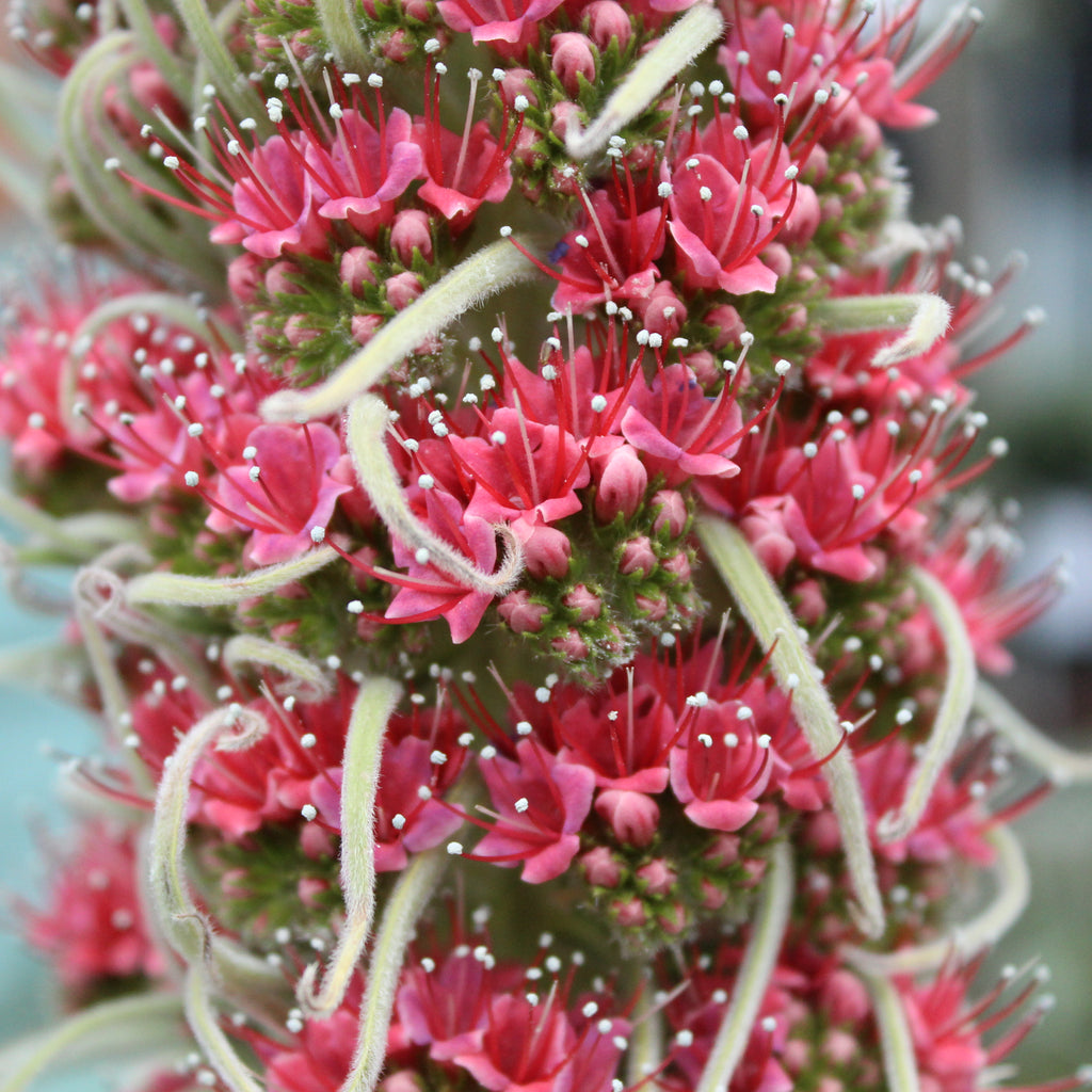 Echium wildpretii Image
