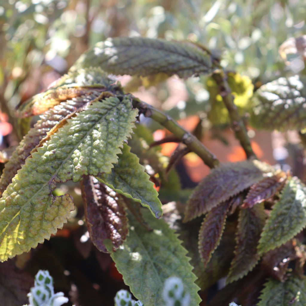 Elatostema rugosum Image