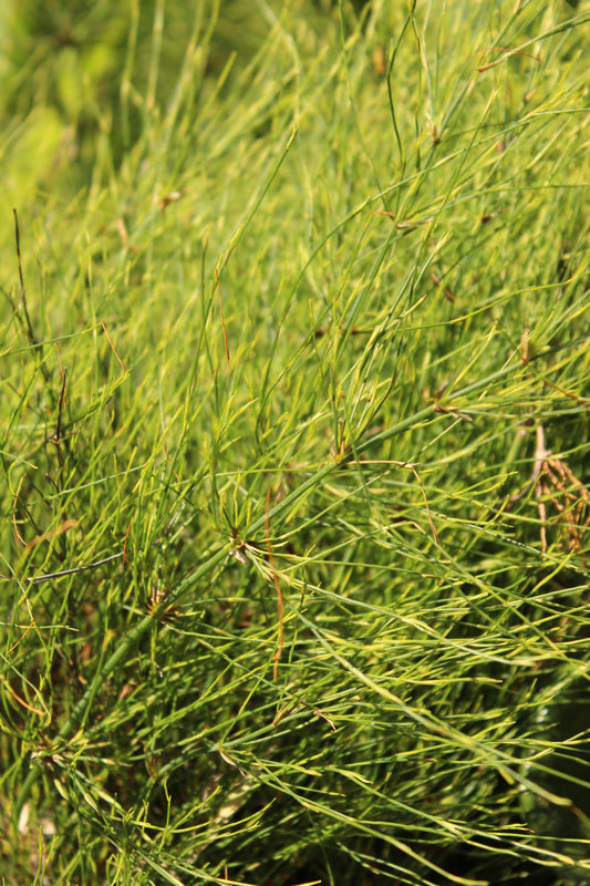 Elegia capensis