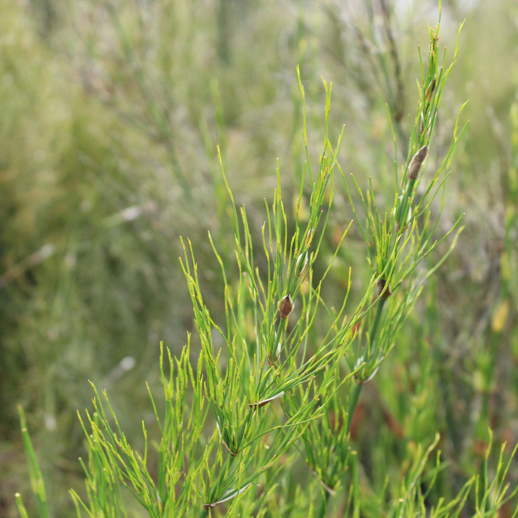 Elegia capensis Image