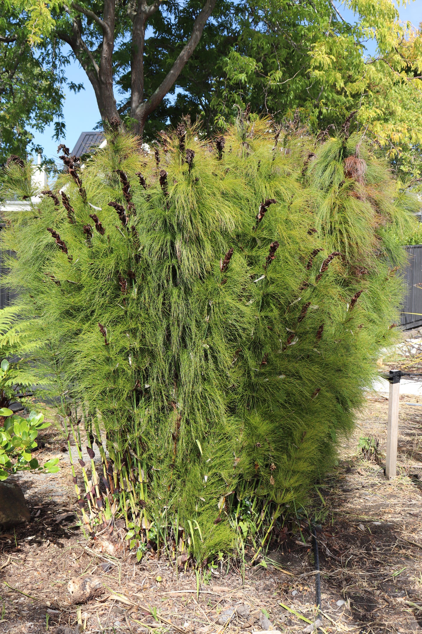 Elegia capensis 3