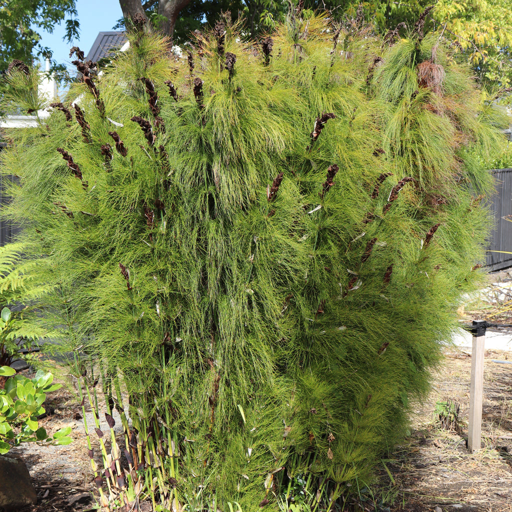 Elegia capensis Image