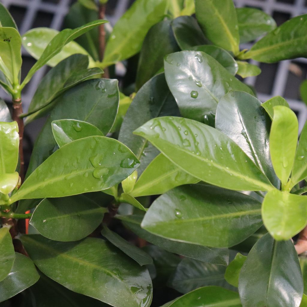 Elingamita johnsonii Image