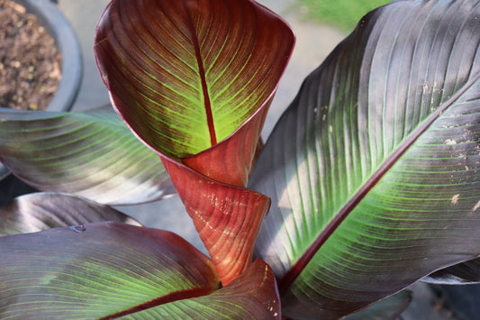 Ensete ventricosum maurelii