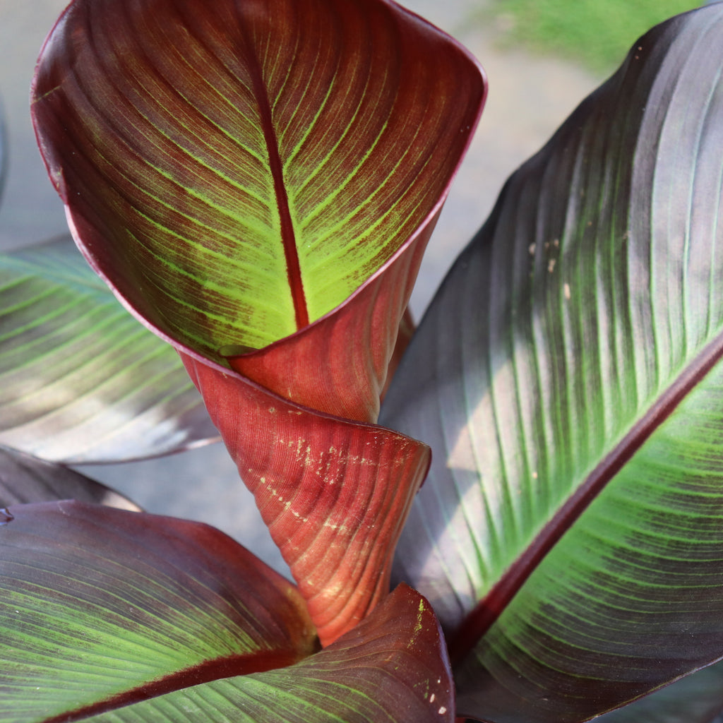 Ensete ventricosum maurelii Image