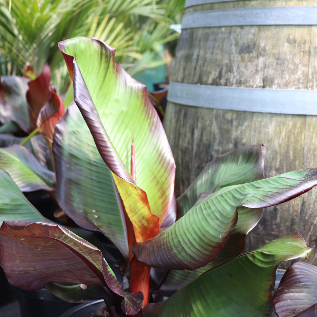 Ensete ventricosum maurelii Image