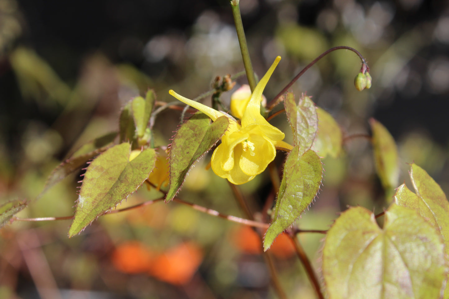 Epimedium Davidii