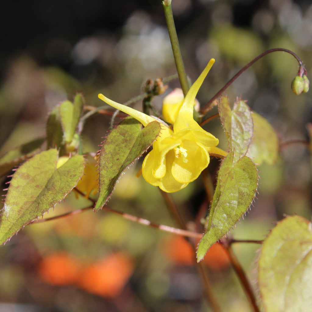 Epimedium Davidii Image
