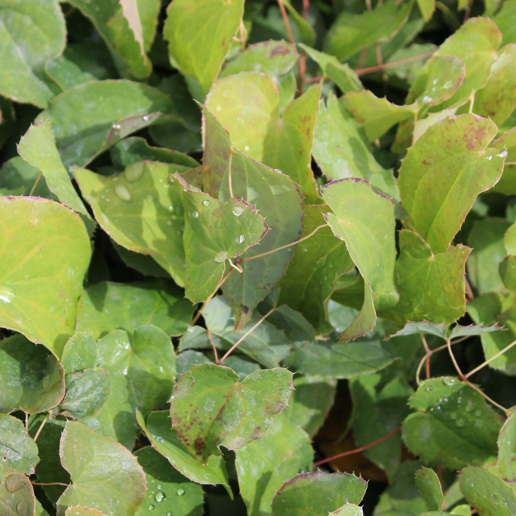 Epimedium grandiflorum Rose Queen Image