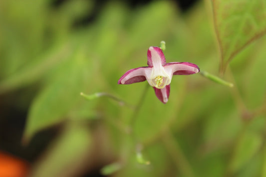 Epimedium grandiflorum Pink