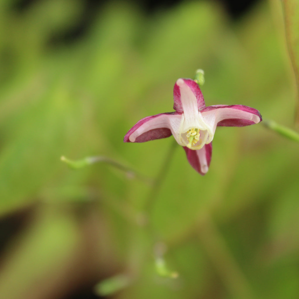 Epimedium grandiflorum Pink Image