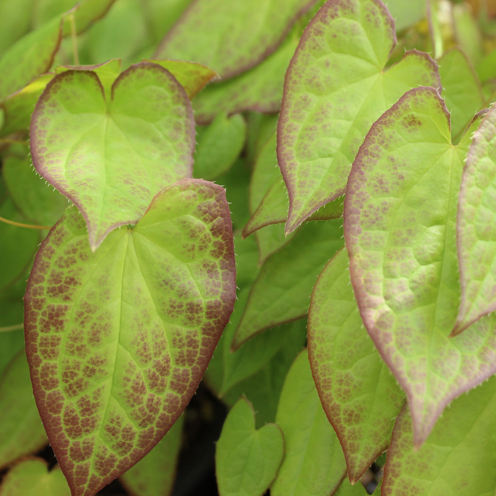 Epimedium grandiflorum Pink Image