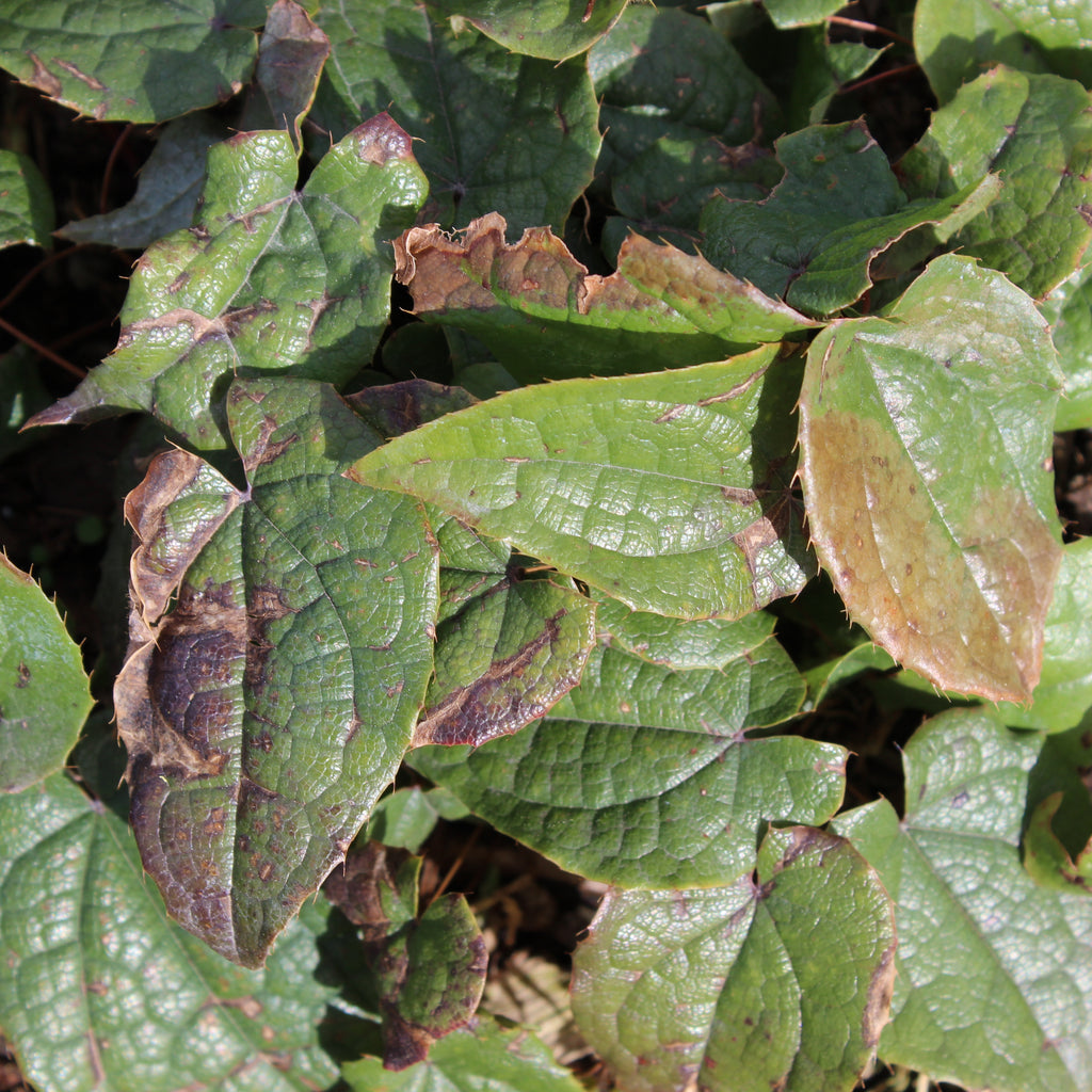 Epimedium leptorrhizum Image