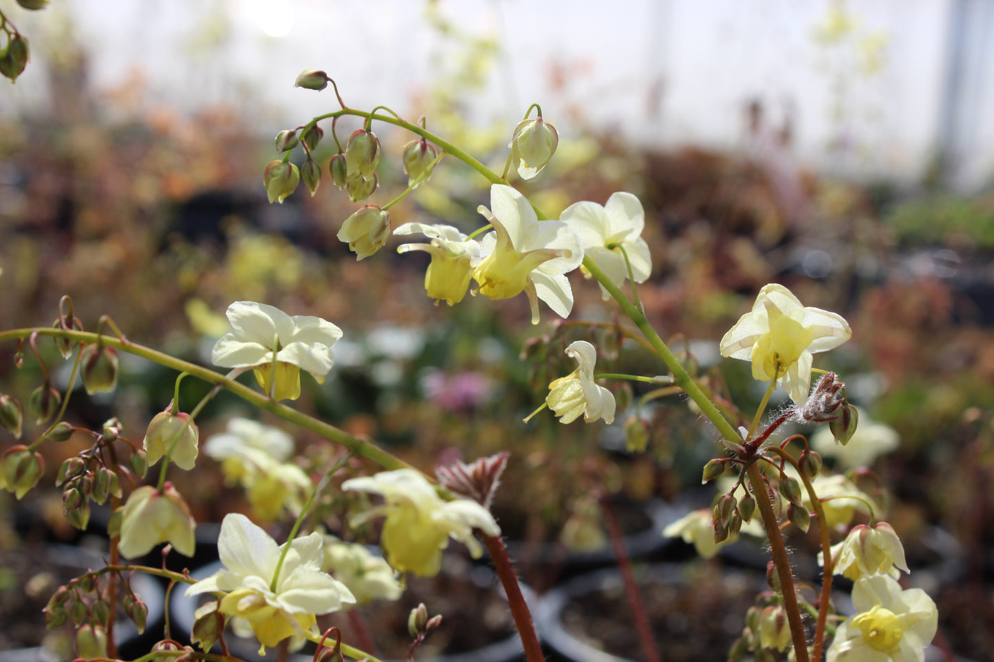 Epimedium neo-sulphureum