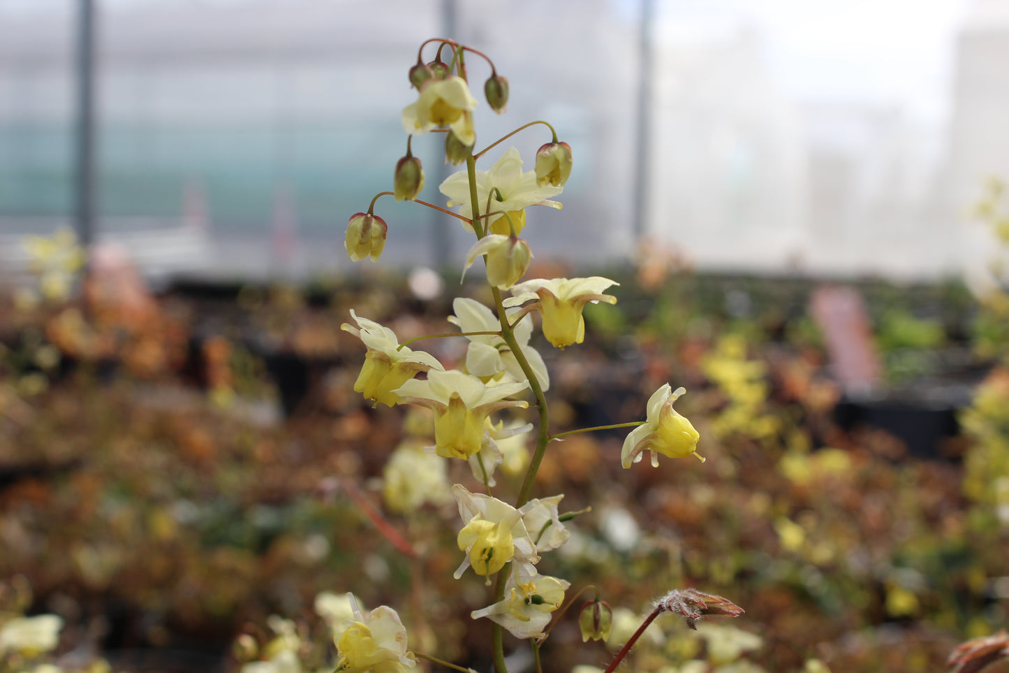 Epimedium neo-sulphureum