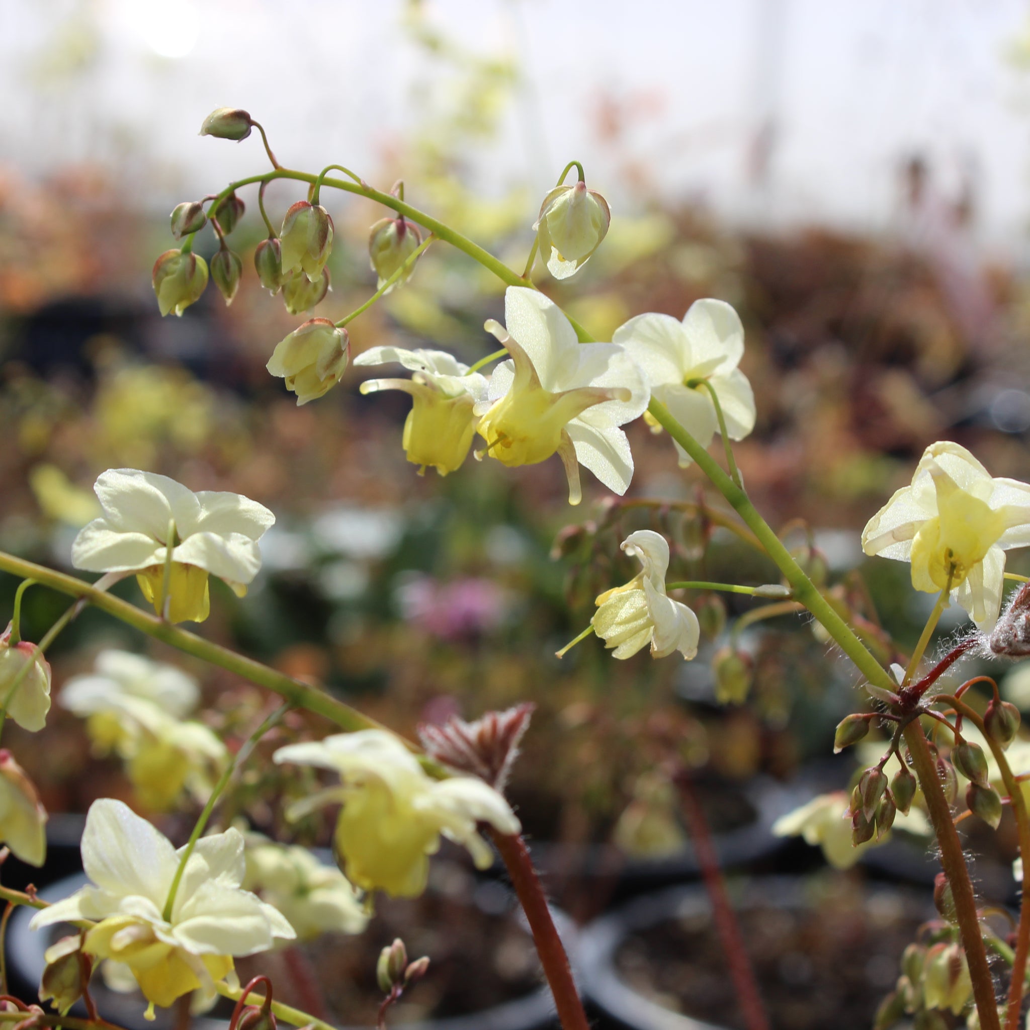 Epimedium neo-sulphureum – Texture Plants, Landscapes, Lush Lawns ...
