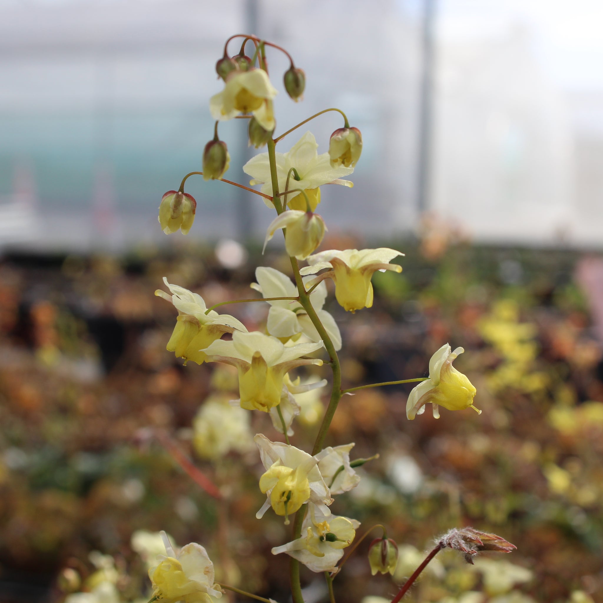 Epimedium neo-sulphureum – Texture Plants, Landscapes, Lush Lawns ...