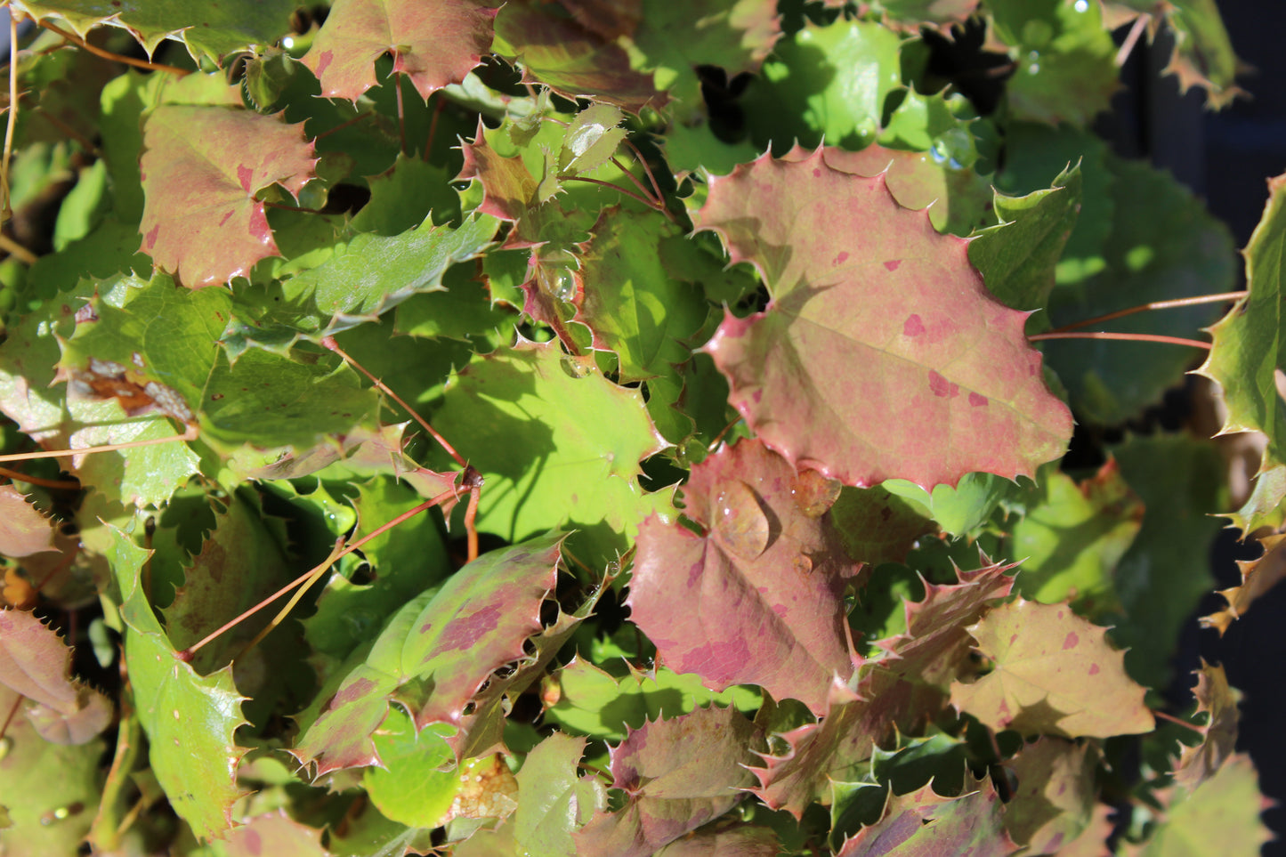 Epimedium pauciflorum