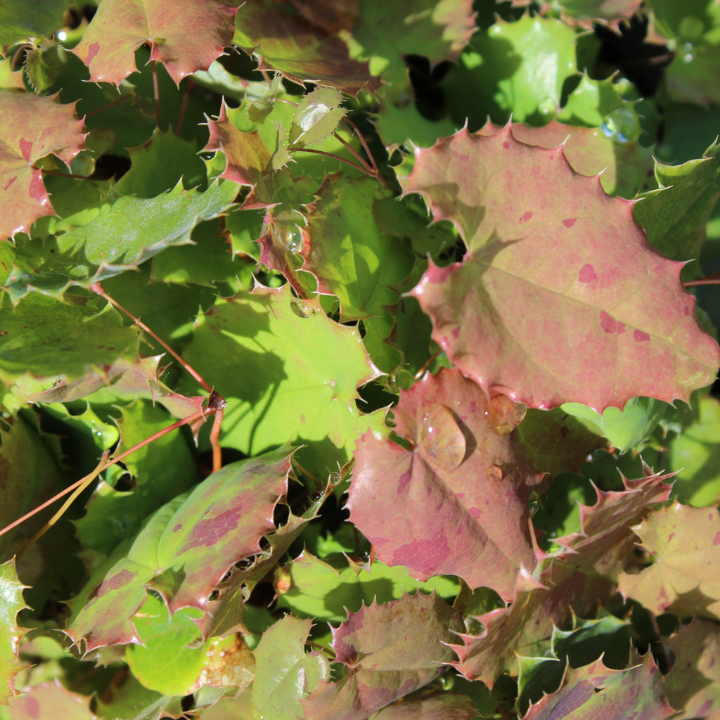 Epimedium pauciflorum Image
