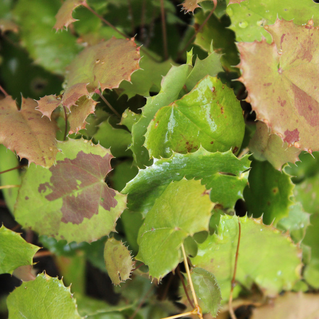 Epimedium pauciflorum Image