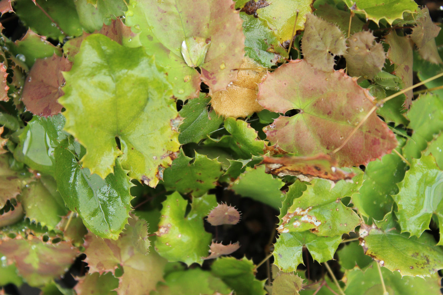 Epimedium pauciflorum 3