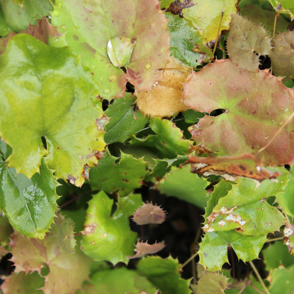Epimedium pauciflorum Image
