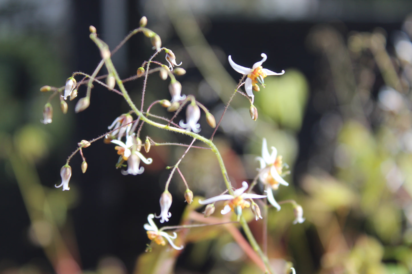 Epimedium stellulatum Wudang Star
