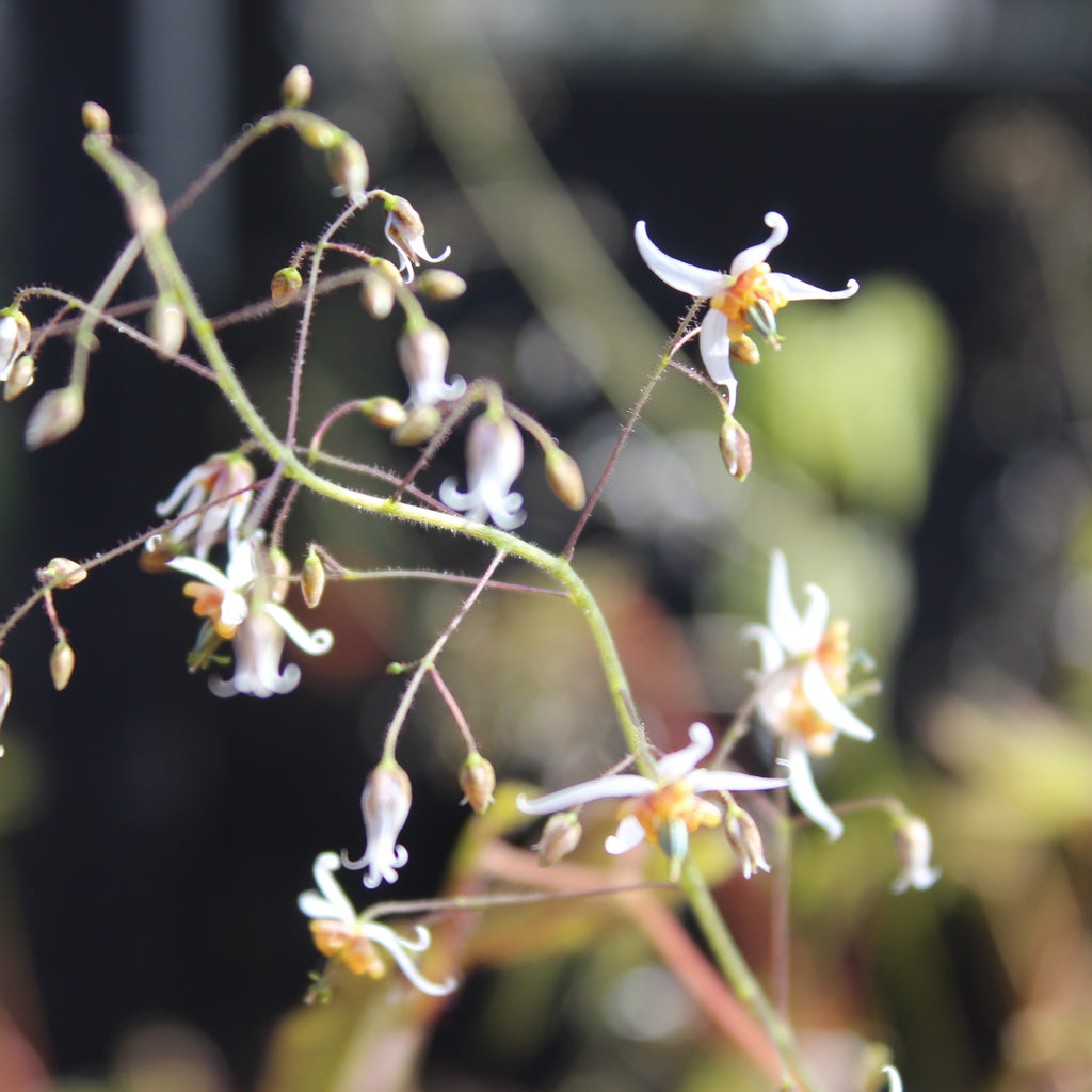 Epimedium stellulatum Wudang Star Image