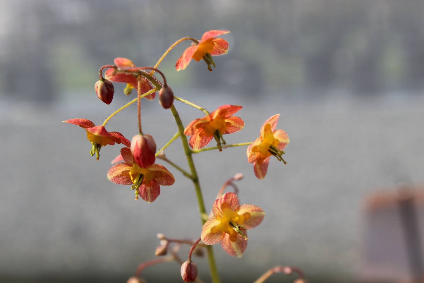 Epimedium warleyense