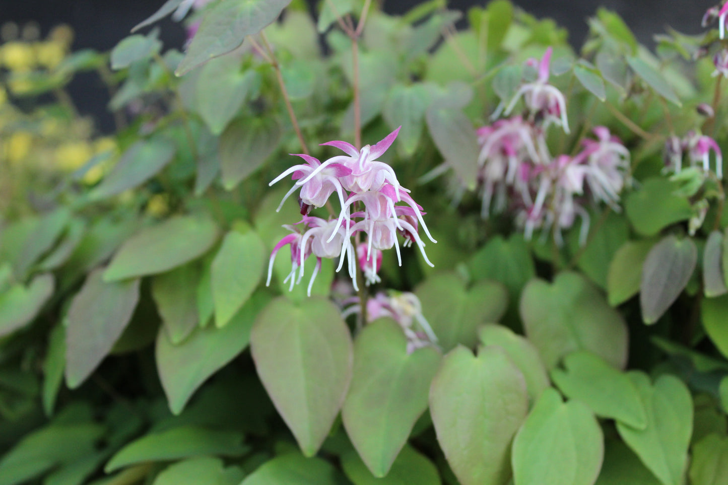 Epimedium youngianum Roseum.