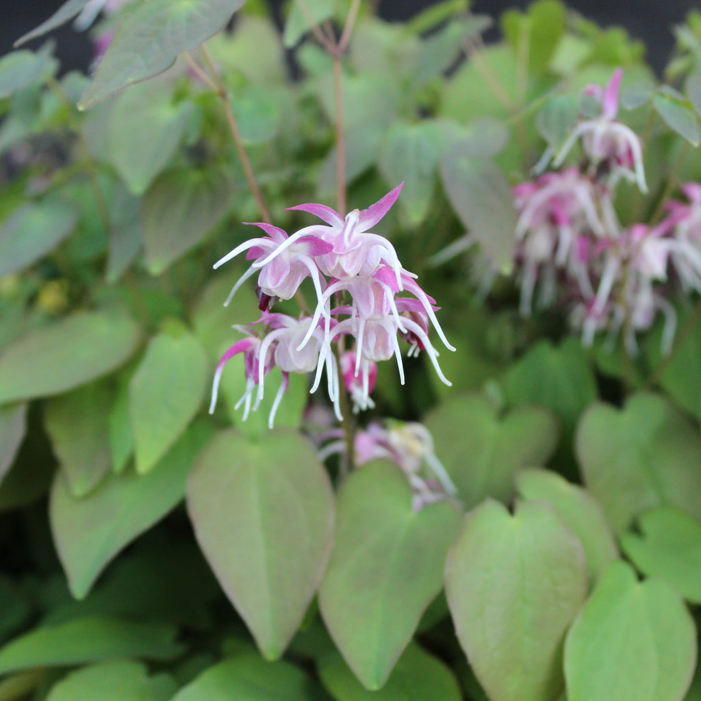 Epimedium youngianum Roseum Image