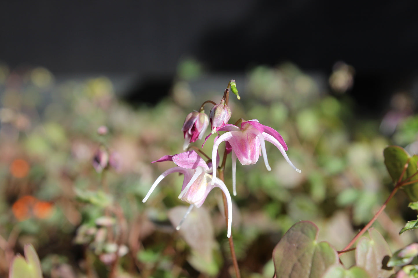 Epimedium youngianum Roseum
