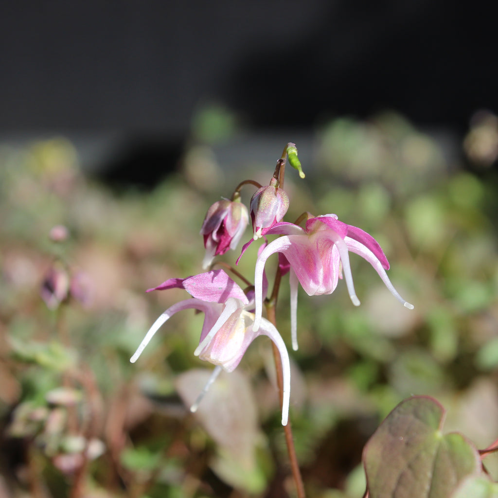 Epimedium youngianum Roseum Image