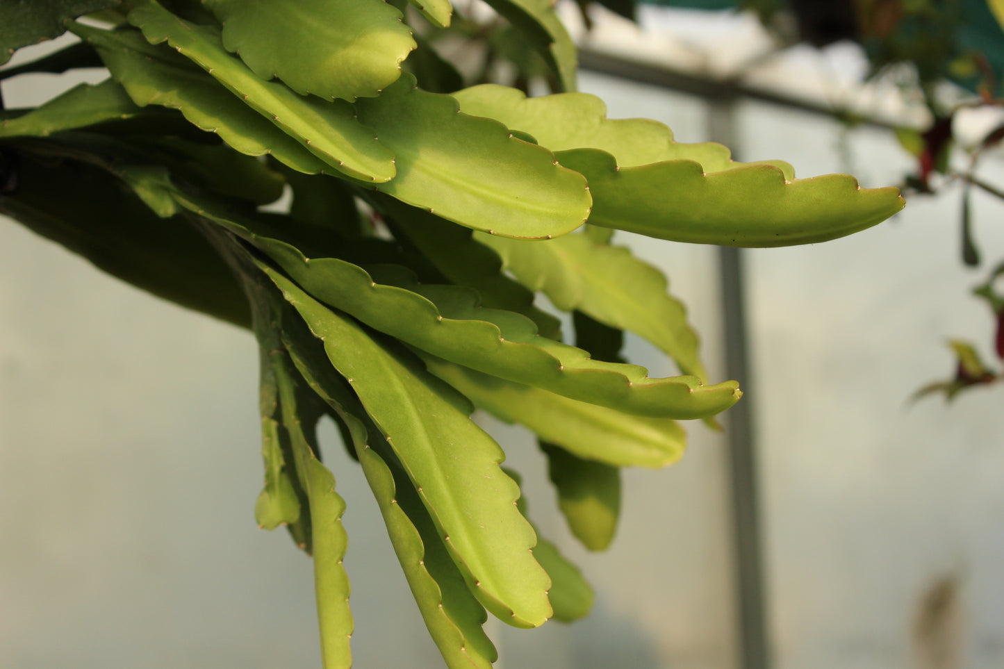Epiphyllum Compact Red