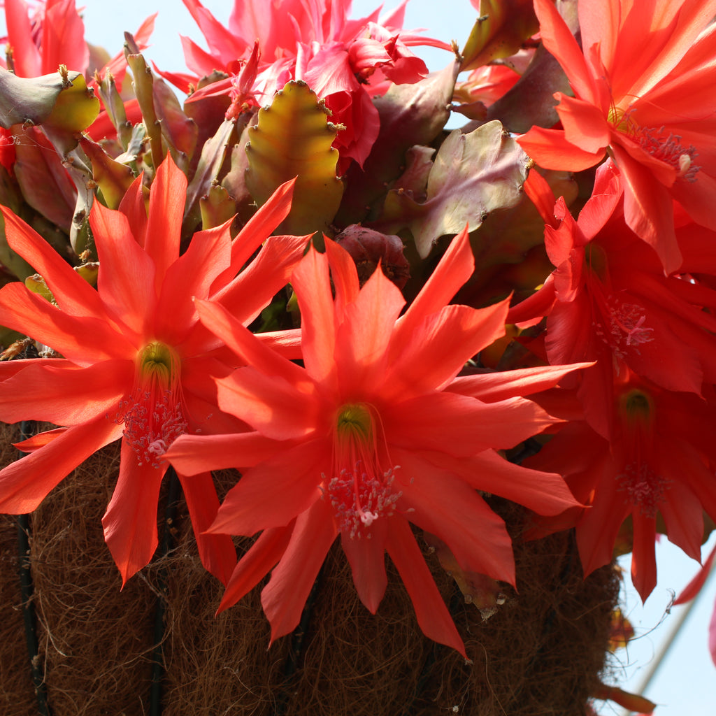 Epiphyllum Compact Red Image